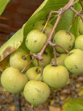 Kiwi, Kiwai 'Kiwai Femelle Fruits Verts'