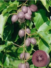 Kiwi, Kiwai 'Purpurea'