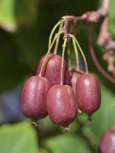 Kiwi, Kiwai 'Red Jumbo'