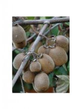 Kiwi Solissimo® 'Renact'