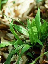 Carex plantaginea - Laîche à feuilles larges