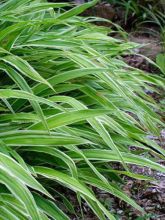 Carex siderosticha Variegata - Laîche