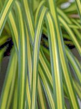 Carex oshimensis Eversheen - Laîche d'Oshima