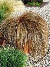 Carex flagellifera - Laîche de Nouvelle-Zélande