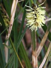 Carex morrowii Irish Green - Laîche du Japon