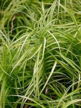 Carex musk.Silberstreif - Laîche d'Amérique