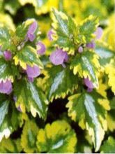 Lamium Maculatum Anne Greenaway, Lamier