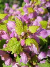 Lamium maculatum Cannon s Gold, Lamier