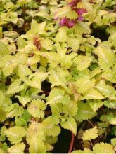 Lamium maculatum Golden Nuggets