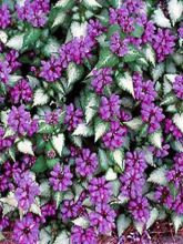 Lamium maculatum Purple Dragon - Lamier argenté et violet