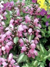 Lamium Shell Pink