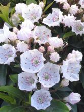 Kalmia latifolia Elf - Laurier des montagnes nain