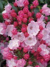 Kalmia latifolia Olympic Fire - Laurier des montagnes  rose vif et blanc