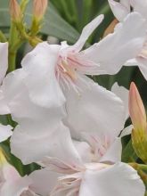 Laurier rose Alsace - Nerium oleander