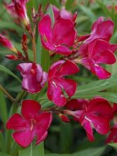 Laurier rose Italia - Nerium oleander