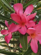 Laurier rose Papa Gambetta - Nerium oleander