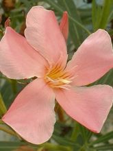 Laurier rose Soleil Levant - Nerium oleander