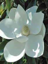 Magnolia grandiflora Alta - Laurier Tulipier