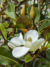 Magnolia grandiflora Bracken's Brown Beauty - Laurier-tulipier