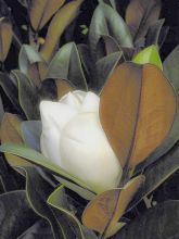 Magnolia persistant D.d. blanchard - Magnolis grandiflora