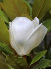 Magnolia grandiflora Treyve