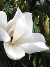 Magnolia grandiflora Galissonière