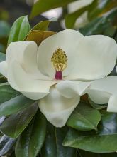 Laurier-tulipier - Magnolia grandiflora Goliath