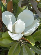 Magnolia grandiflora Nana (praecox) - Laurier-tulipier