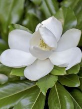 Magnolia grandiflora Purpan