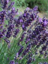 Lavande vraie - Lavandula angustifolia Dwarf Blue