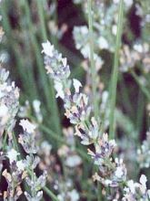 Lavande vraie 'Edelweiss'