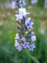 Lavandin - Lavandula intermedia Grappenhall