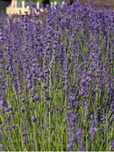 Lavandula angustifolia Twickel Purple - Lavande officinale