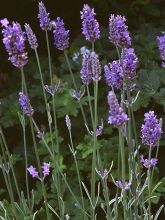 Lavandula angustifolia 'Anna' - Lavande fine de jardin sec