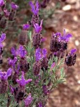 Lavande papillon - Lavandula stoechas