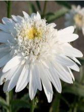 Leucanthemum superbum Christine Hagemann - Grande marguerite