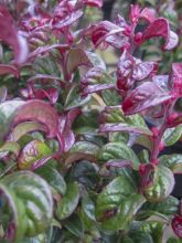 Leucothoe Twisting Red