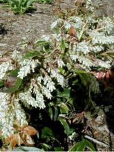 Leucothoe walteri 'Rainbow'