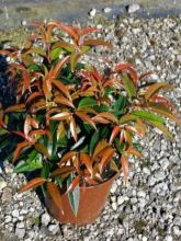 Leucothoe walteri 'Royal Ruby'