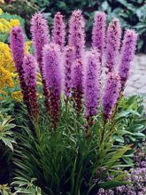 Liatride, Plume du Kansas 'Floristan Violet'