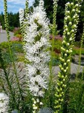 Liatride, Plume du Kansas 'Floristan White'