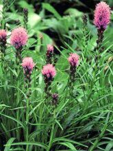 Plume du Kansas ou Liatris spicata Floristan Kobold