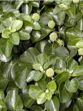 Lierre commun - Hedera helix Arbori Compact