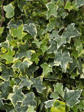 Lierre commun - Hedera helix Goldchild