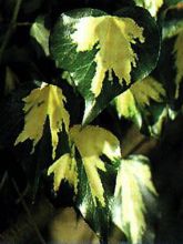 Lierre commun - Hedera helix Goldheart