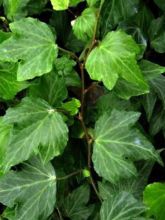 Lierre d'ornement - Hedera helix Green Ripple