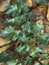 Lierre commun - Hedera helix Ivalace
