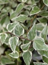 Lierre commun - Hedera helix Little Diamond