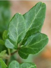 Lierre commun nain - Hedera helix Shamrock