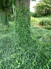 Lierre commun - Hedera helix Woerner